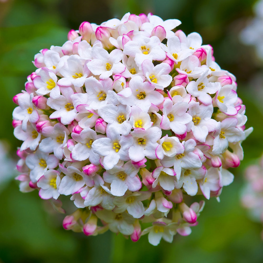 Oster-Schneeball - Viburnum burkwoodii