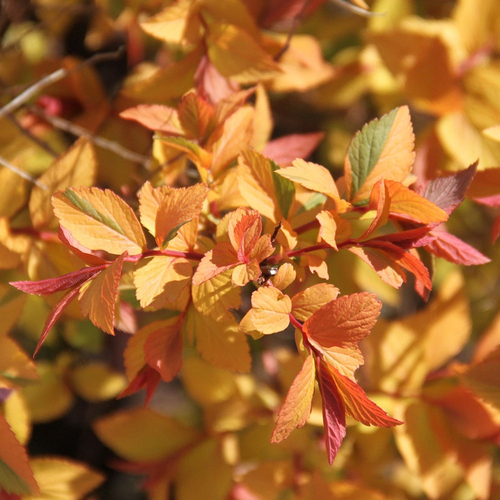 Spiraea japonica Firelight - Japanischer Spierstrauch Firelight - Spiraea