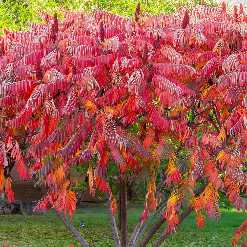 Essigbaum - Rhus typhina