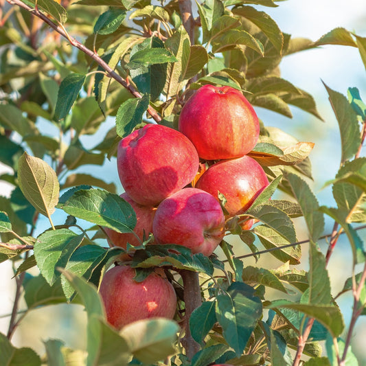 Apfel Summerred - Malus domestica summerred - Obst