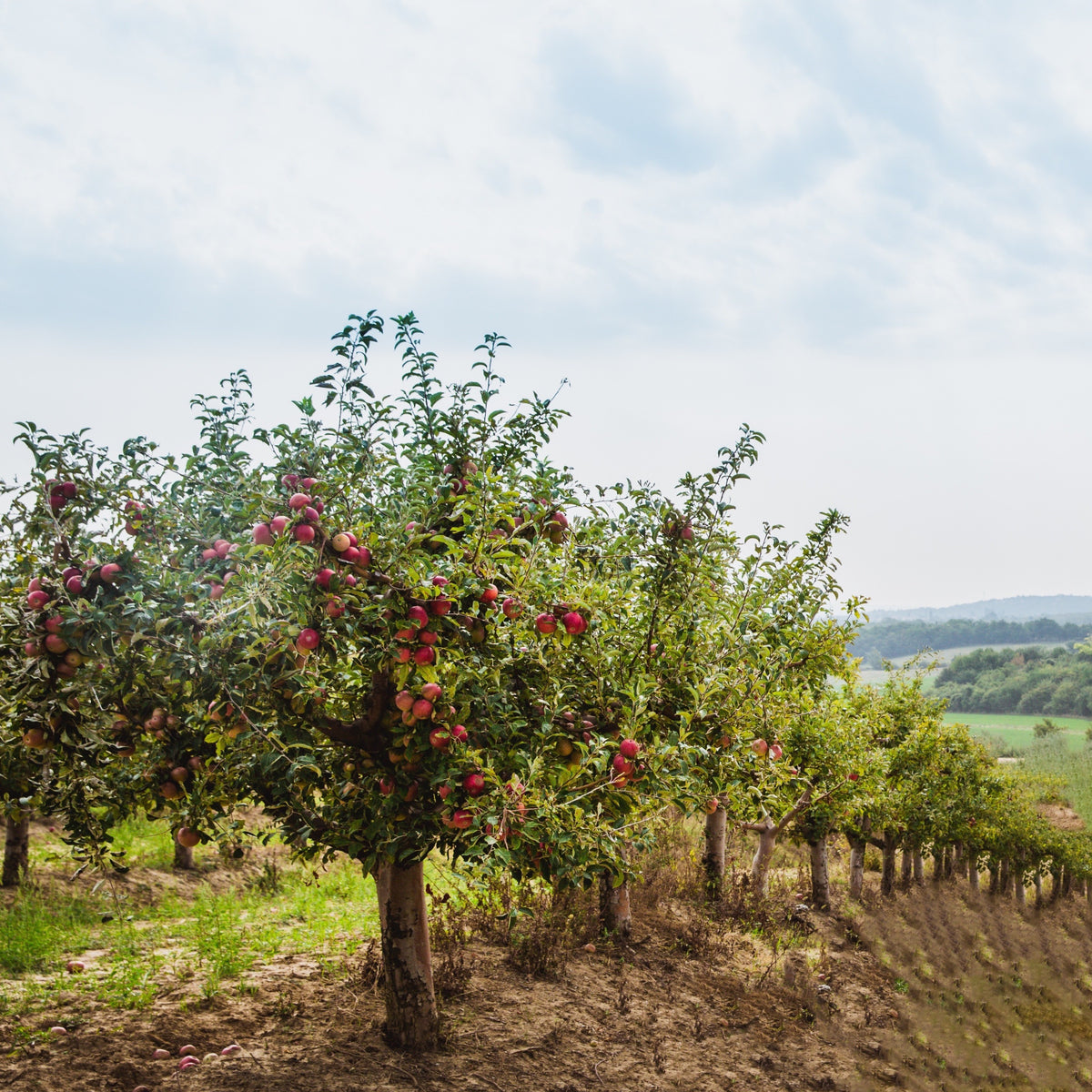 Apfelbaum Red Chief - Malus domestica 'red chief' - Bakker