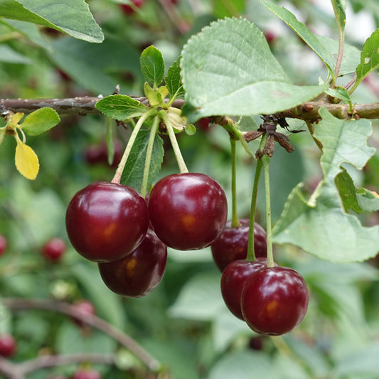 Kirschbaum Bigarreau Moreau - Prunus avium 'morreau' - Obst