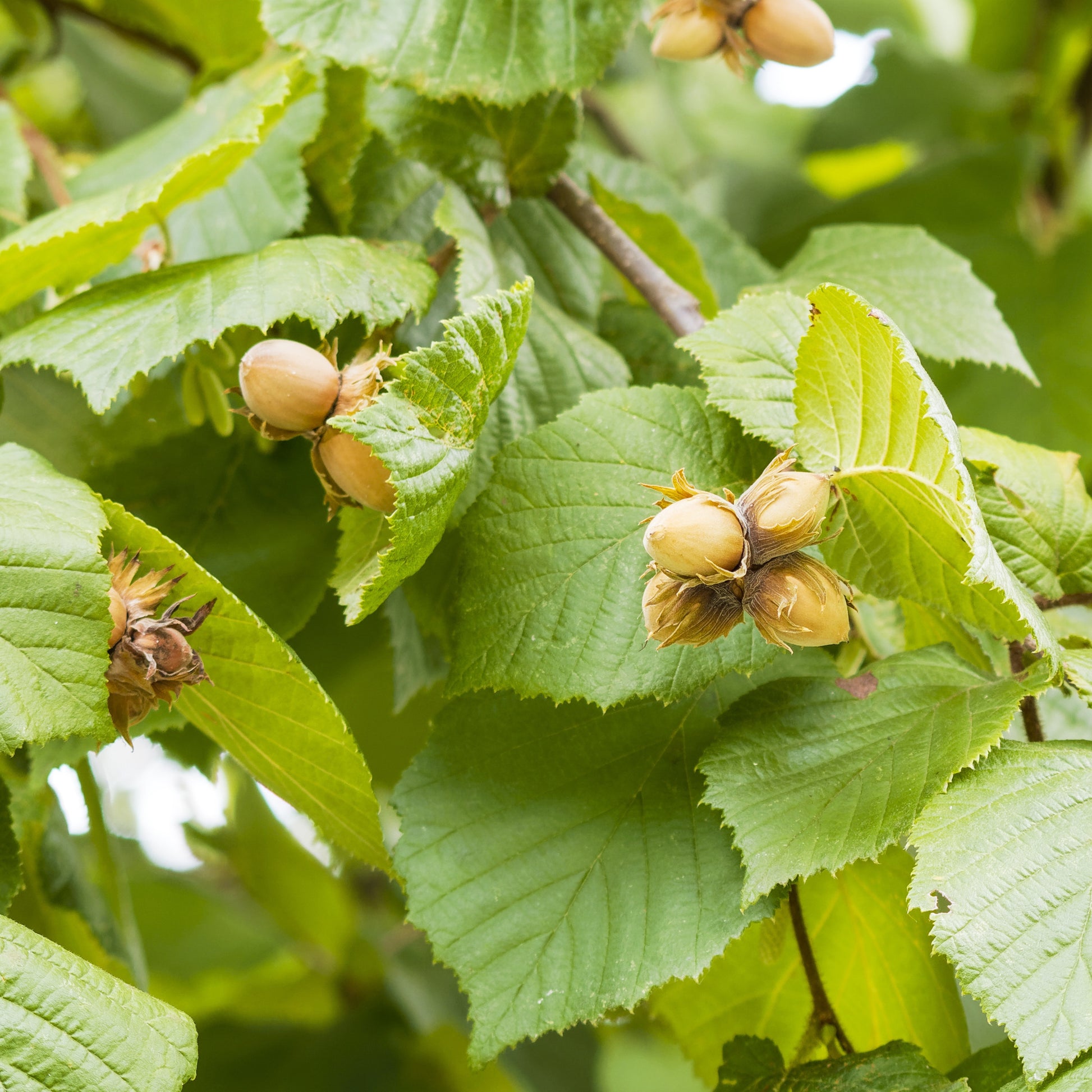 Haselnussstrauch Ronde du Pémont - Corylus avellana Ronde du Piémont - Bakker