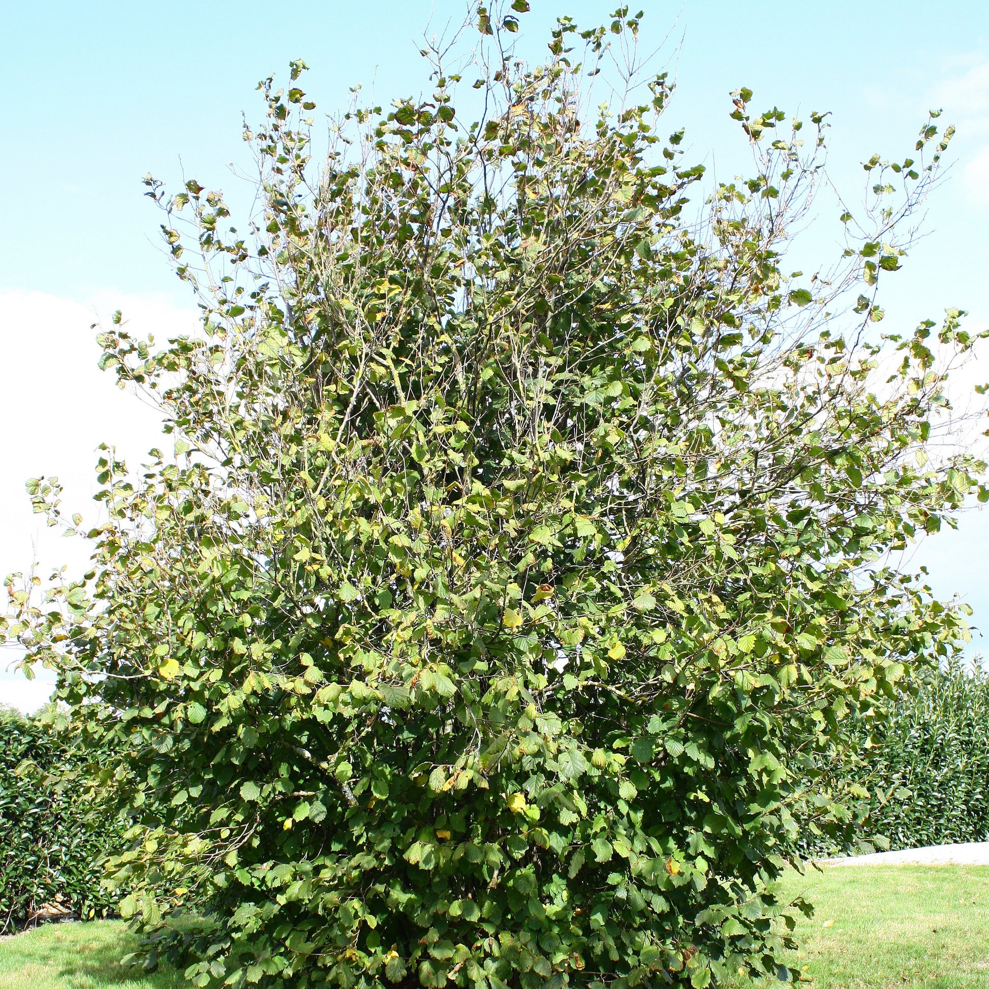 Haselnussstrauch Ronde du Pémont - Corylus avellana Ronde du Piémont - andere Früchte