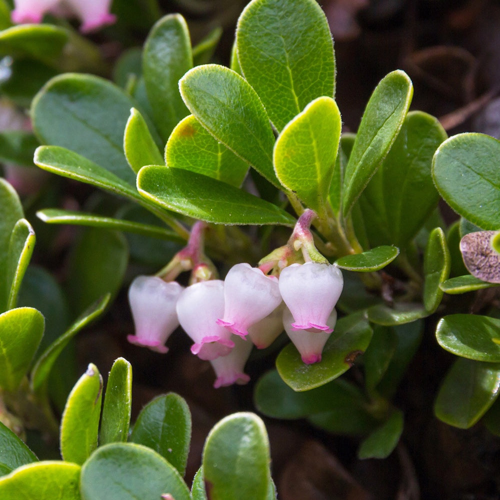 Bärentrauben - Arctostaphylos uva-ursi - Bakker
