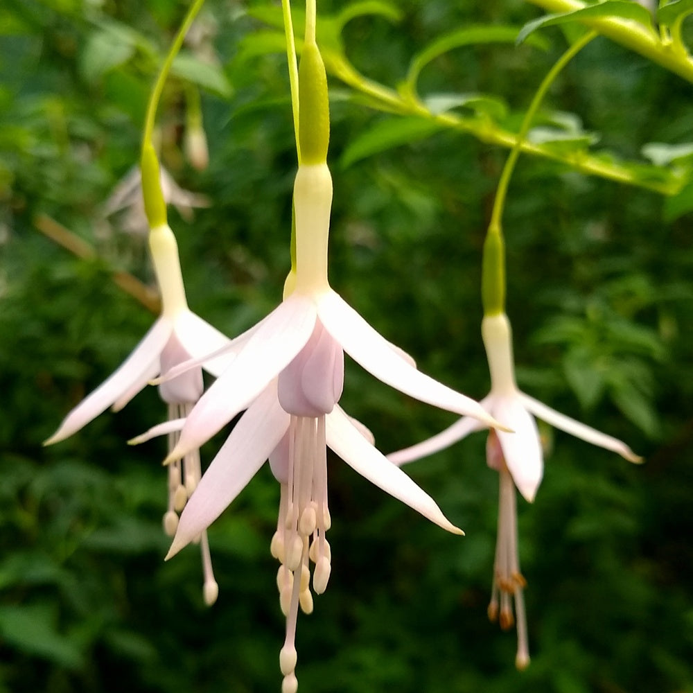 Fuchsia Sharpitor - Bakker