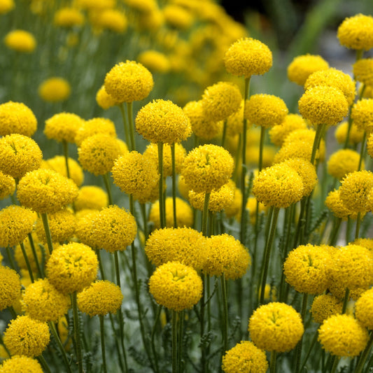 Graues Heiligenkraut - Bakker