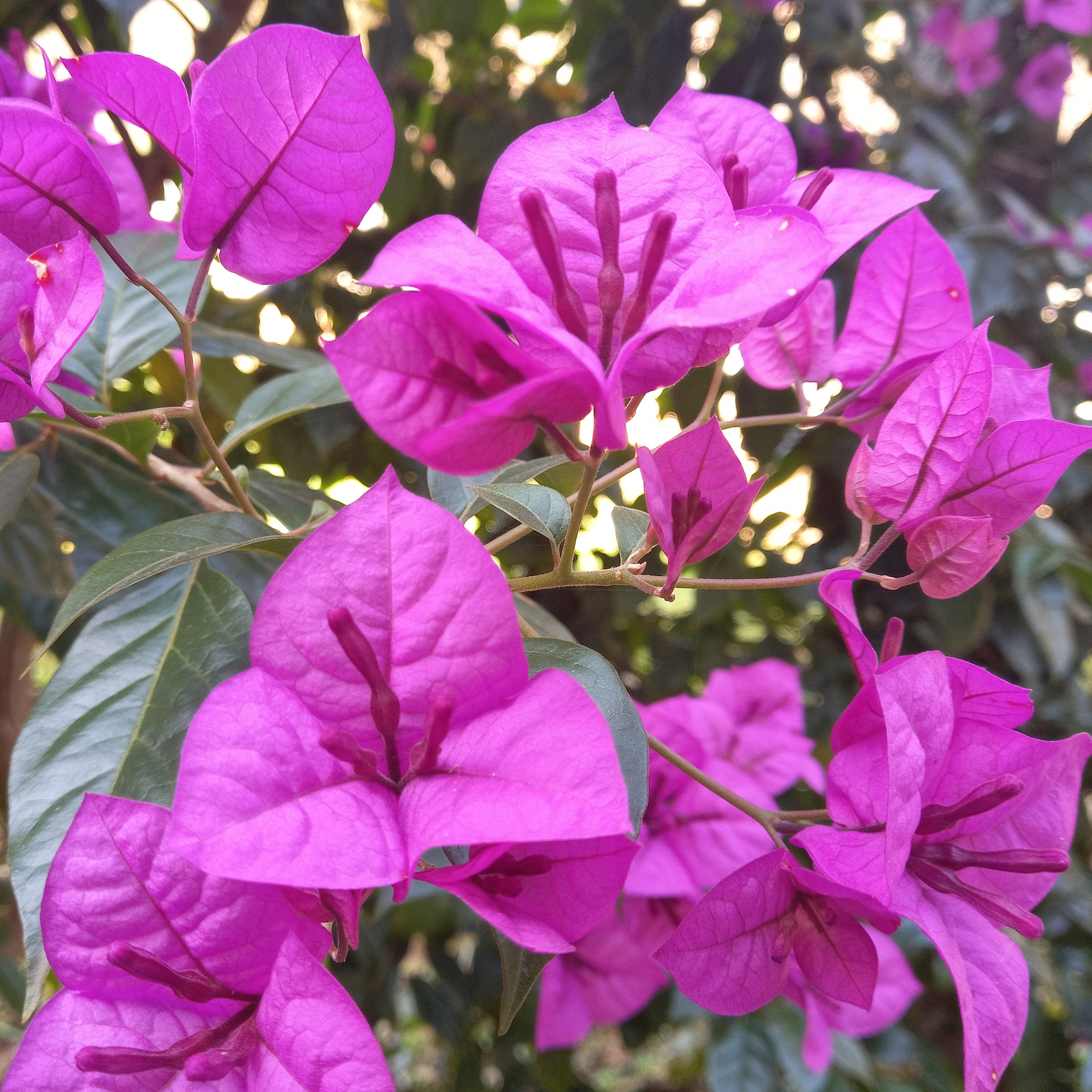 Bougainvillea 'Violet de Meze' - Bougainvillea 'violet de mèze'