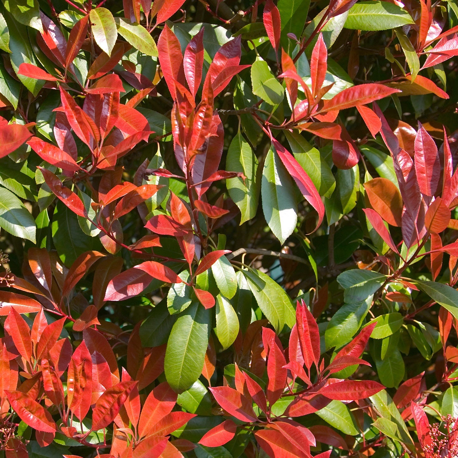 Glanzmispel 'Carré Rouge' - Photinia x fraseri Carré Rouge