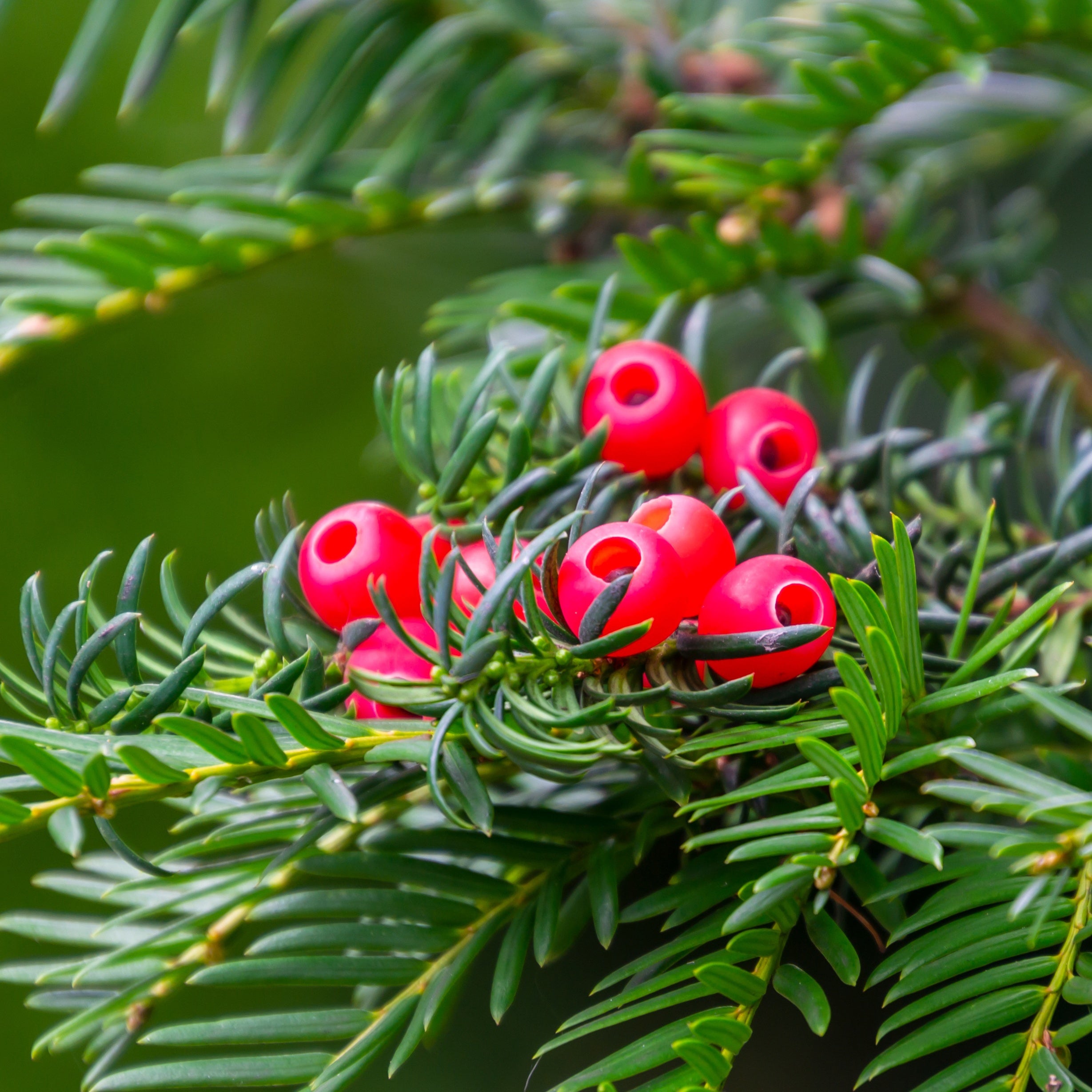 Europäische Eibe - Taxus baccata