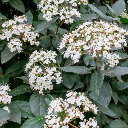 Lorbeerschneeball Eve Price - Viburnum tinus 'eve price' - Gartenpflanzen