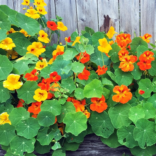 Kapuzinerkresse Mischung - Bakker