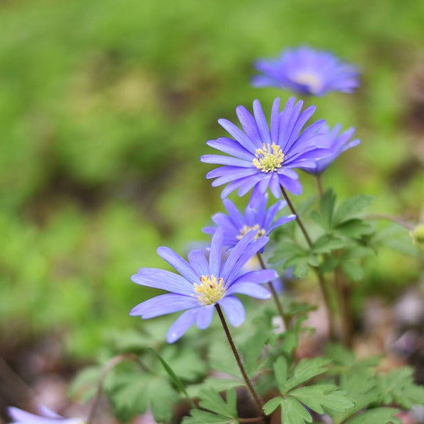 Anemone blanda blau (x30) - Anemone blanda blue shades - Bakker