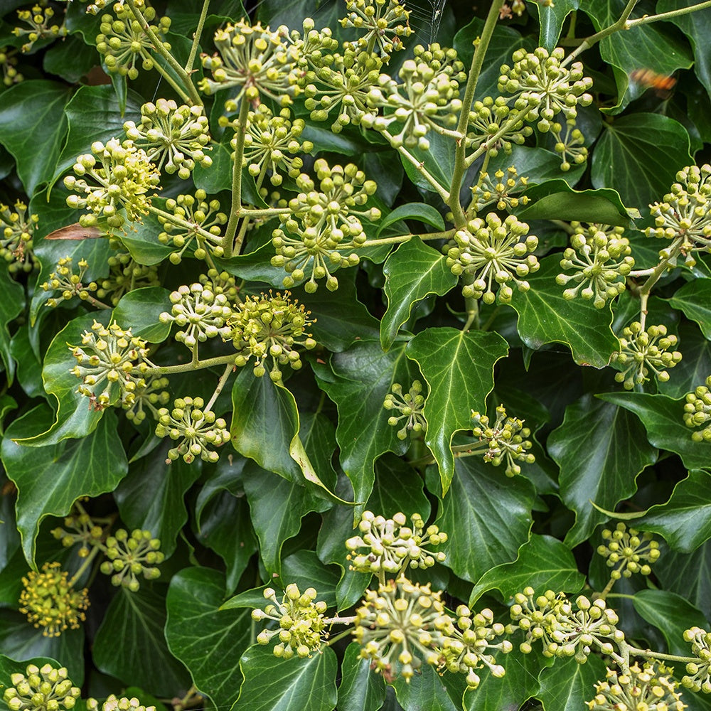 Strauch-Efeu - Hedera helix arborescens