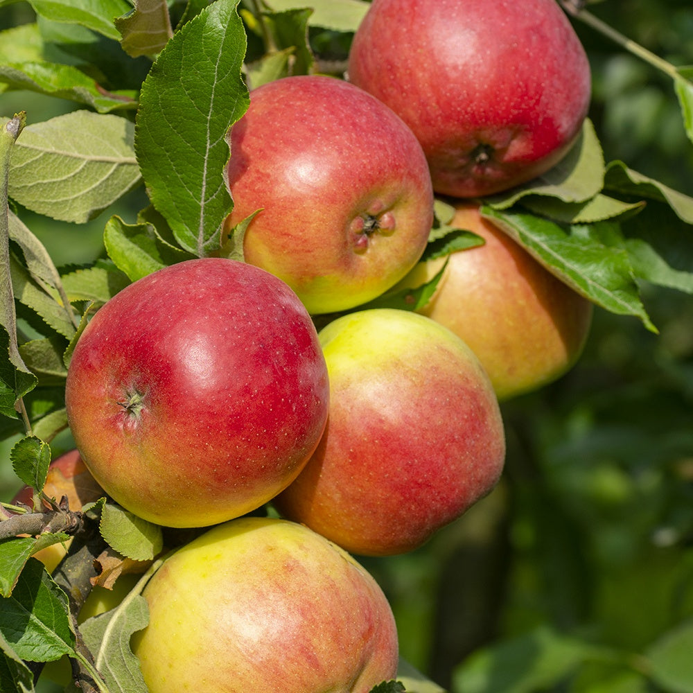 Apfelbaum-Kollektion (x3) - Malus domestica reine de reinettes, gala, golden delicious - Bakker