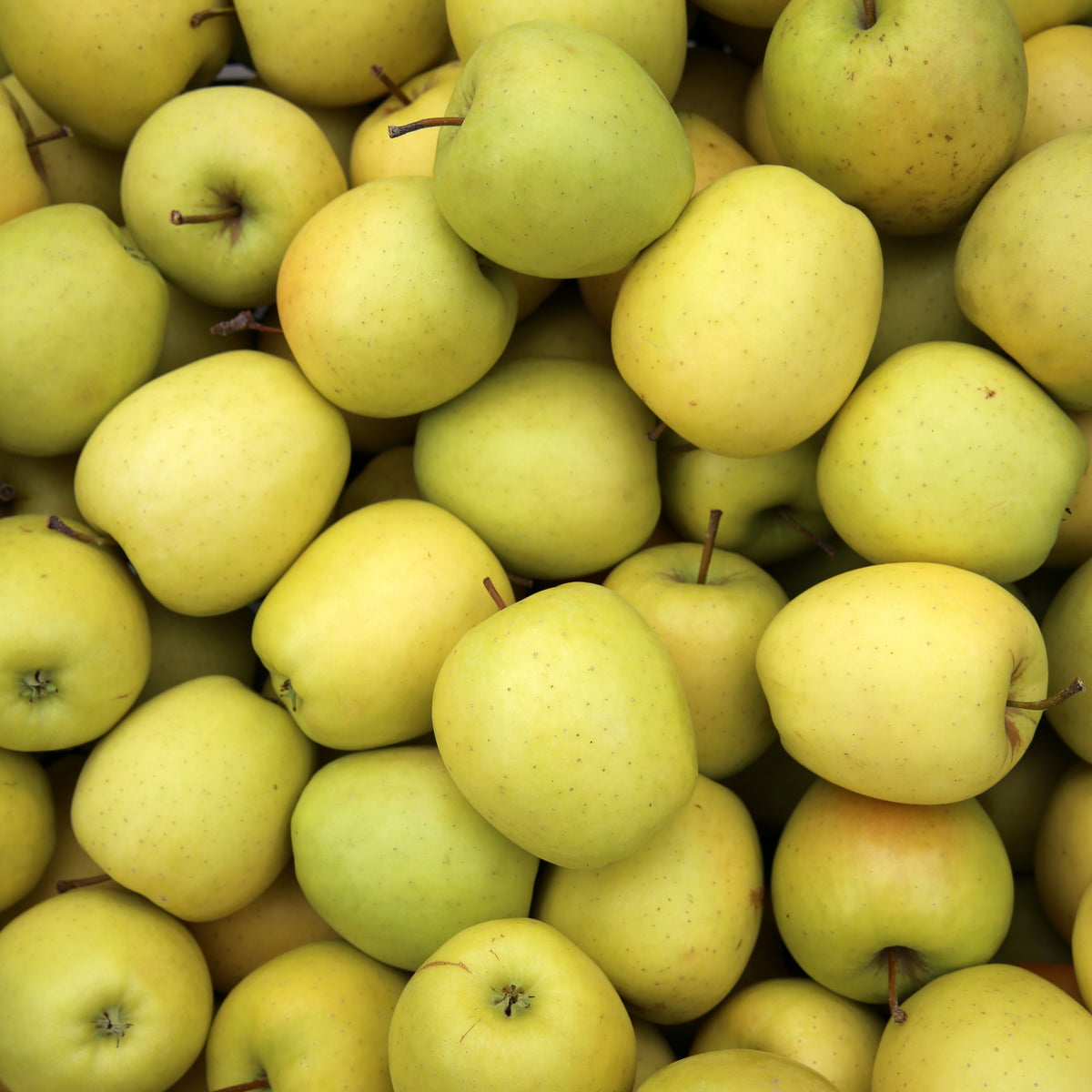 Malus domestica reine de reinettes, gala, golden delicious - Apfelbaum-Kollektion (x3) - Apfelbäume