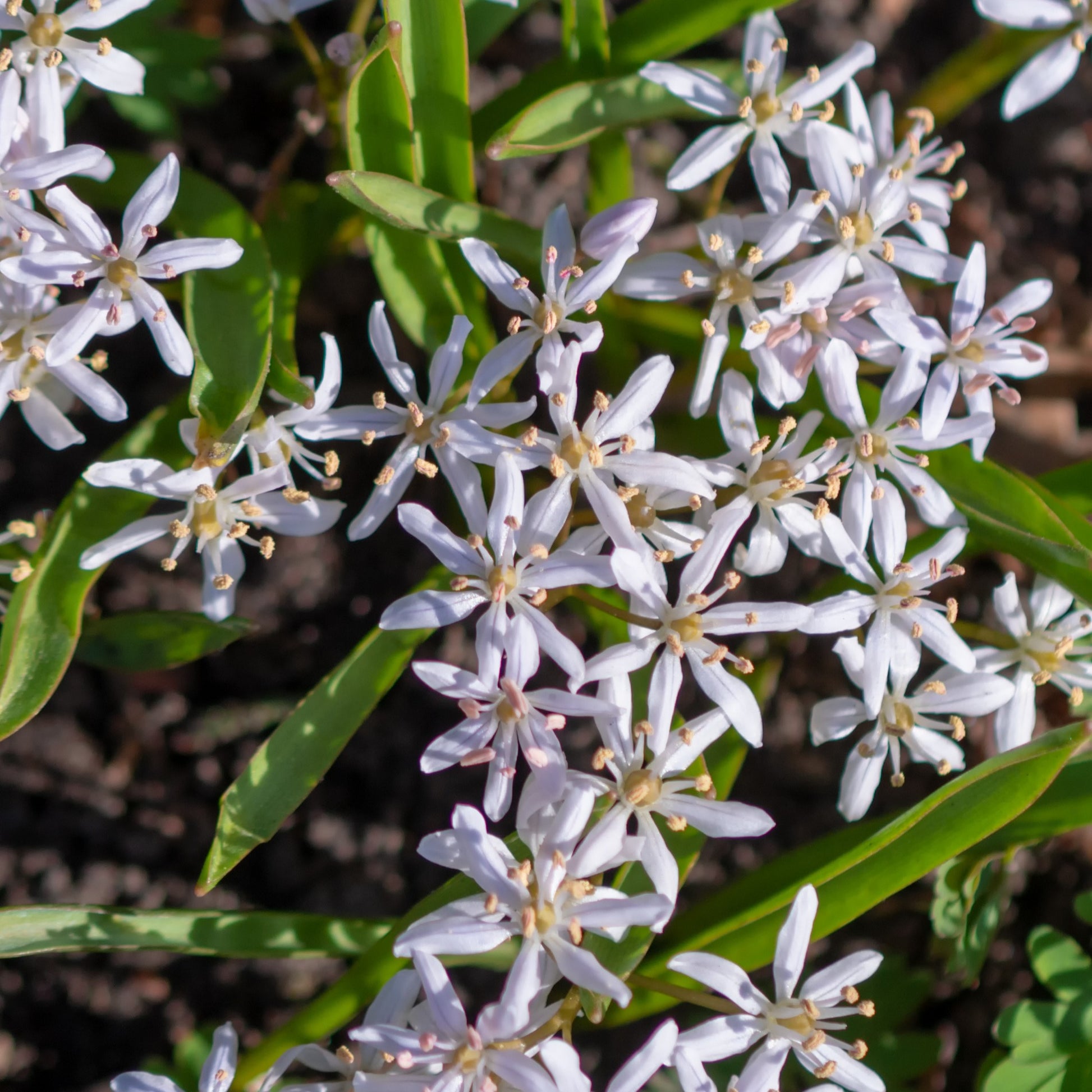 Zweiblättrige Blausterne (x10) - Scilla bifolia rosea - Bakker