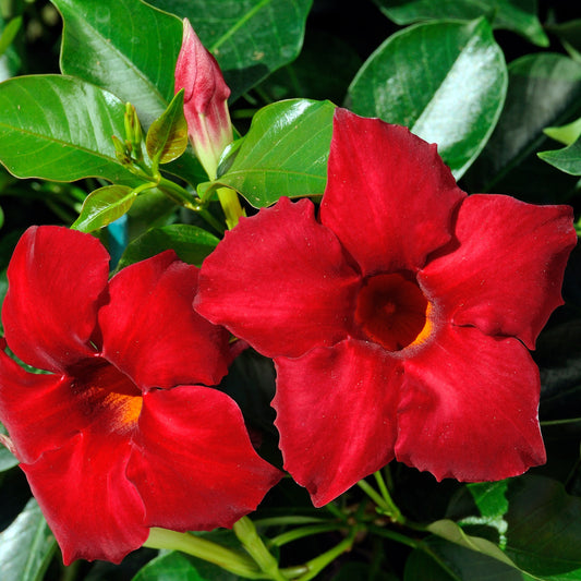 Brasilianischer Jasmin - Bakker