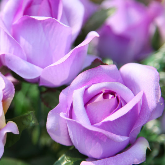 Kletterrose violett - Bakker