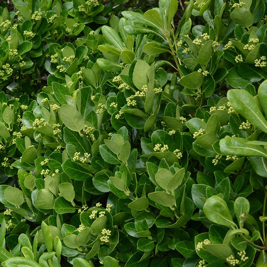 Immergrüne Kriechspindel - Euonymus japonicus - Gartenpflanzen