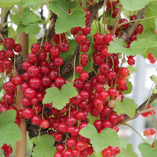 Johannisbeere Rovada - Ribes rubrum rovada - Obst