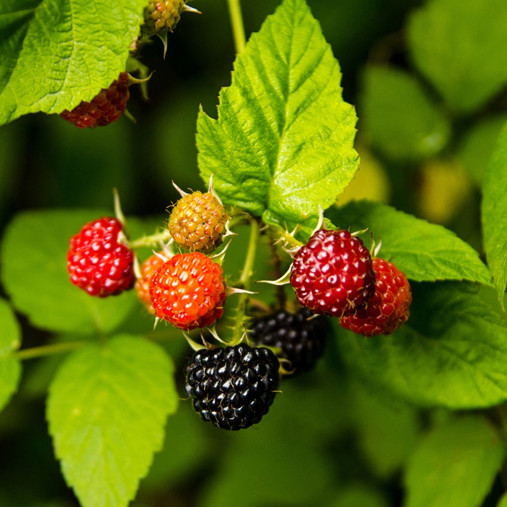 Schwarze Himbeere - Rubus idaeus 'black jewel' - Obst