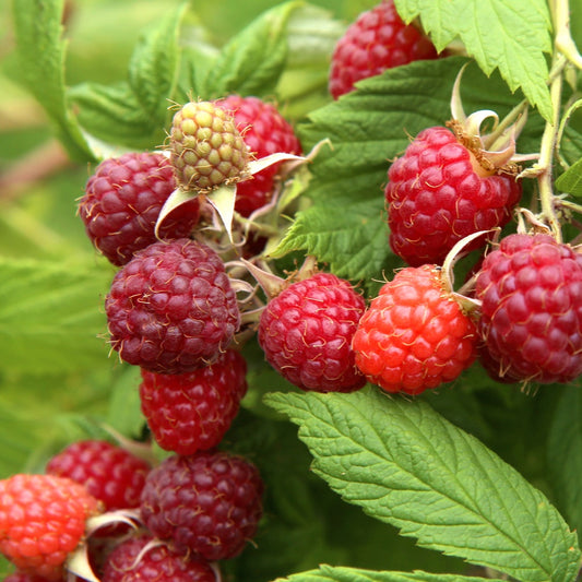 Zwerghimbeere Little Sweet Sister - Rubus idaeus little sweet sister - Obst