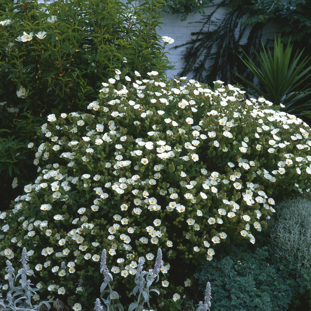 Florentinische Zistrose