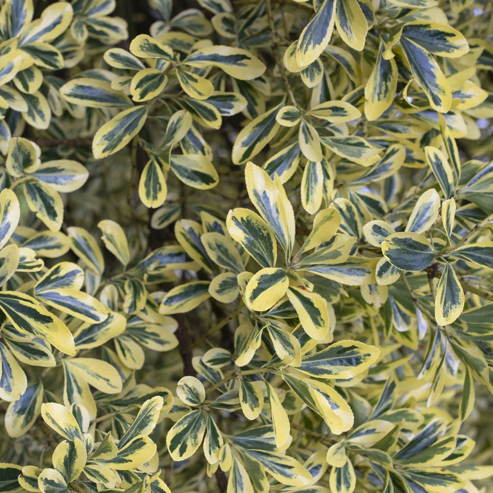 Japanischer Spindelstrauch Aureomarginatus - Euonymus japonicus  Aureomarginatus