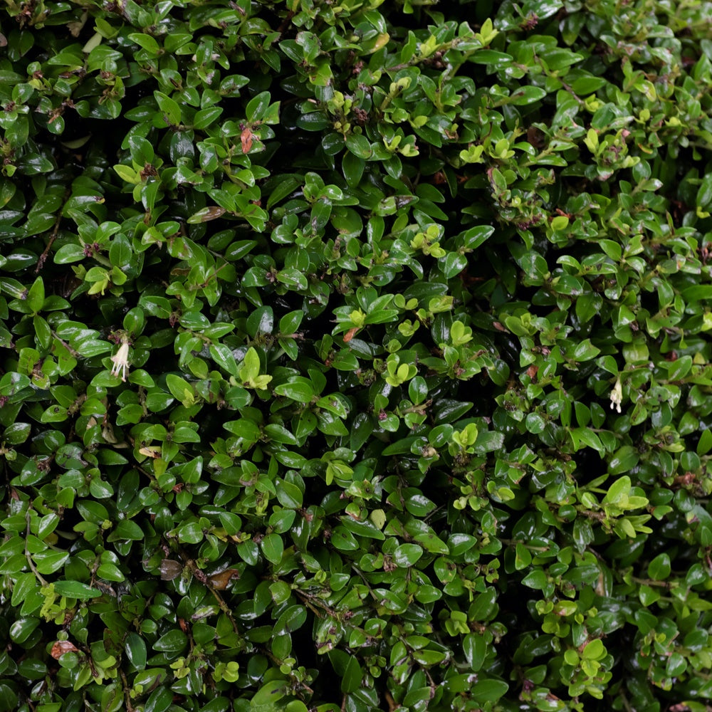 Heckenmyrte - Lonicera nitida | Bakker.com