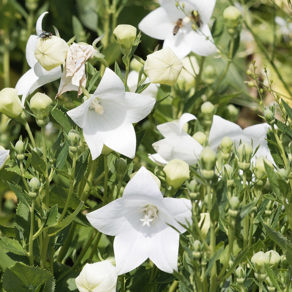 Ballonblume 'Albus' - Platycodon grandiflorus albus