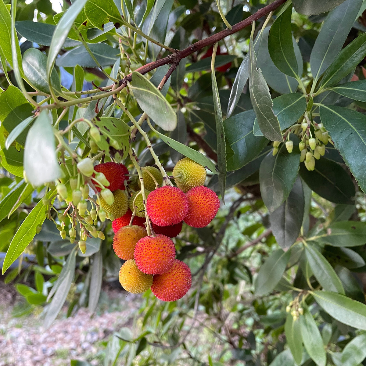 Erdbeerbaum Atlantic - Bakker