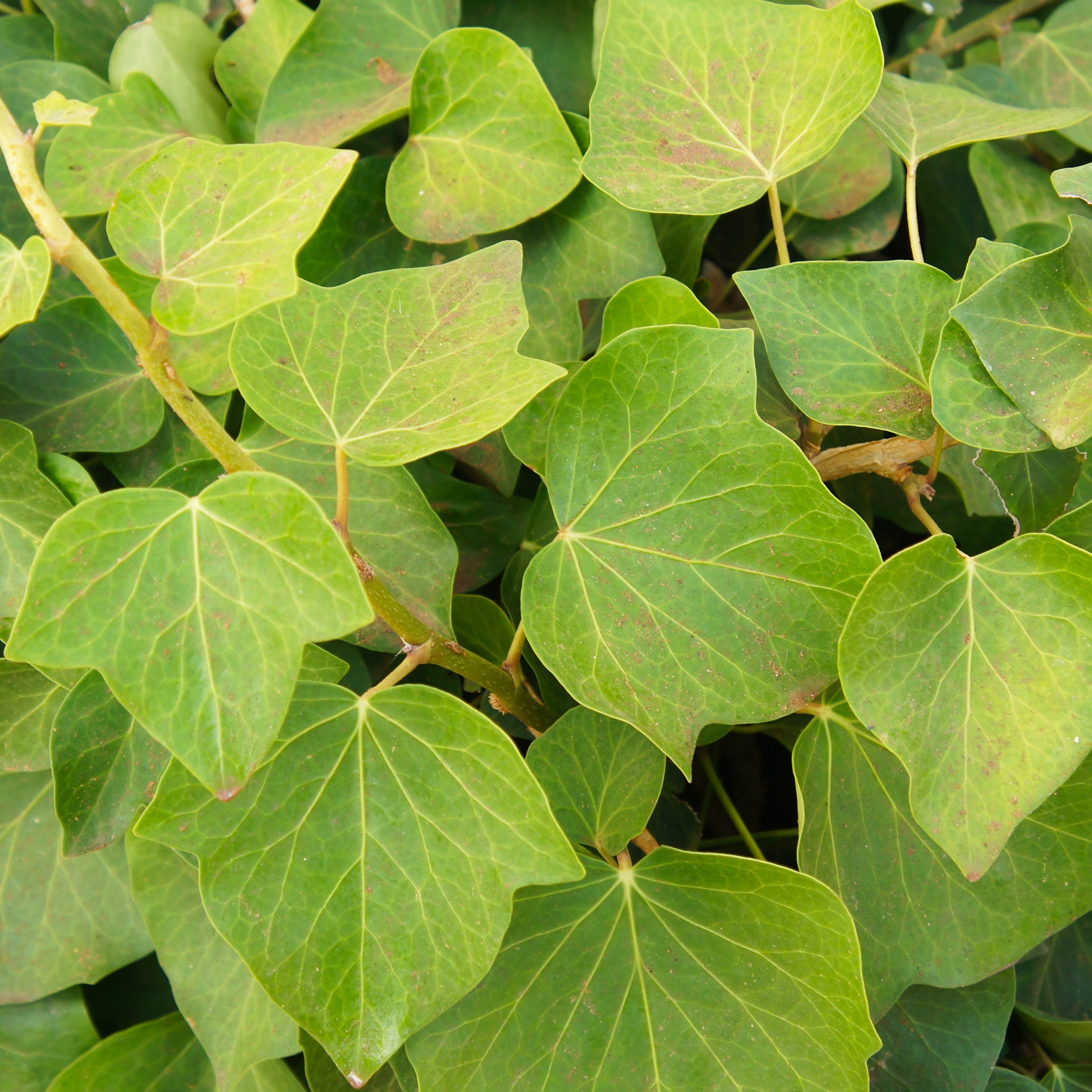Algerischer Efeu 'Alger' - Hedera algeriensis 'alger'