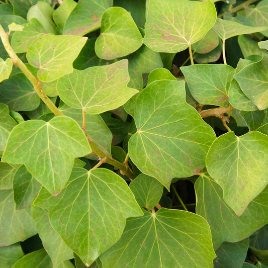 Bodendecker Efeu Alger - Hedera algeriensis 'alger' - Gartenpflanzen