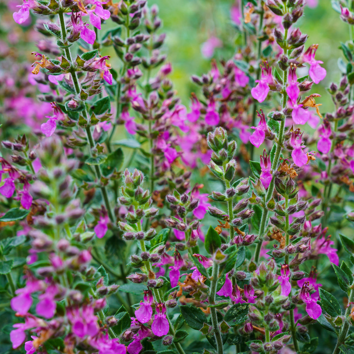 Gamander (Teucrium) - Bakker