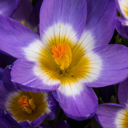 Krokusse Sublime Tricolor - Crocus nivalis 'tricolor' - Blumenzwiebeln