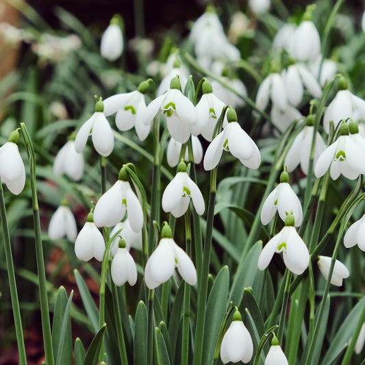 Riesenschneeglöckchen - Galanthus elwesii - Blumenzwiebeln