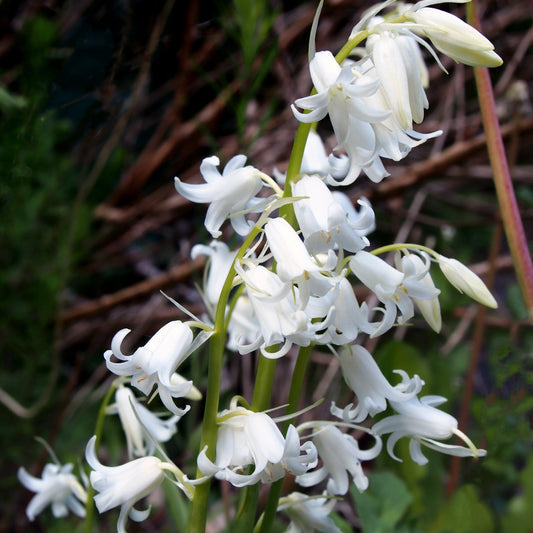 Spanische Hyazinthen (weißblühend) - Hyacinthoides 'hispanica white' - Blumenzwiebeln
