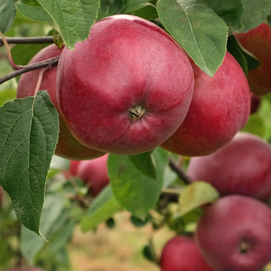 Apfelbaum Marilyn Red - Malus domestica 'marilyn red' - Obst
