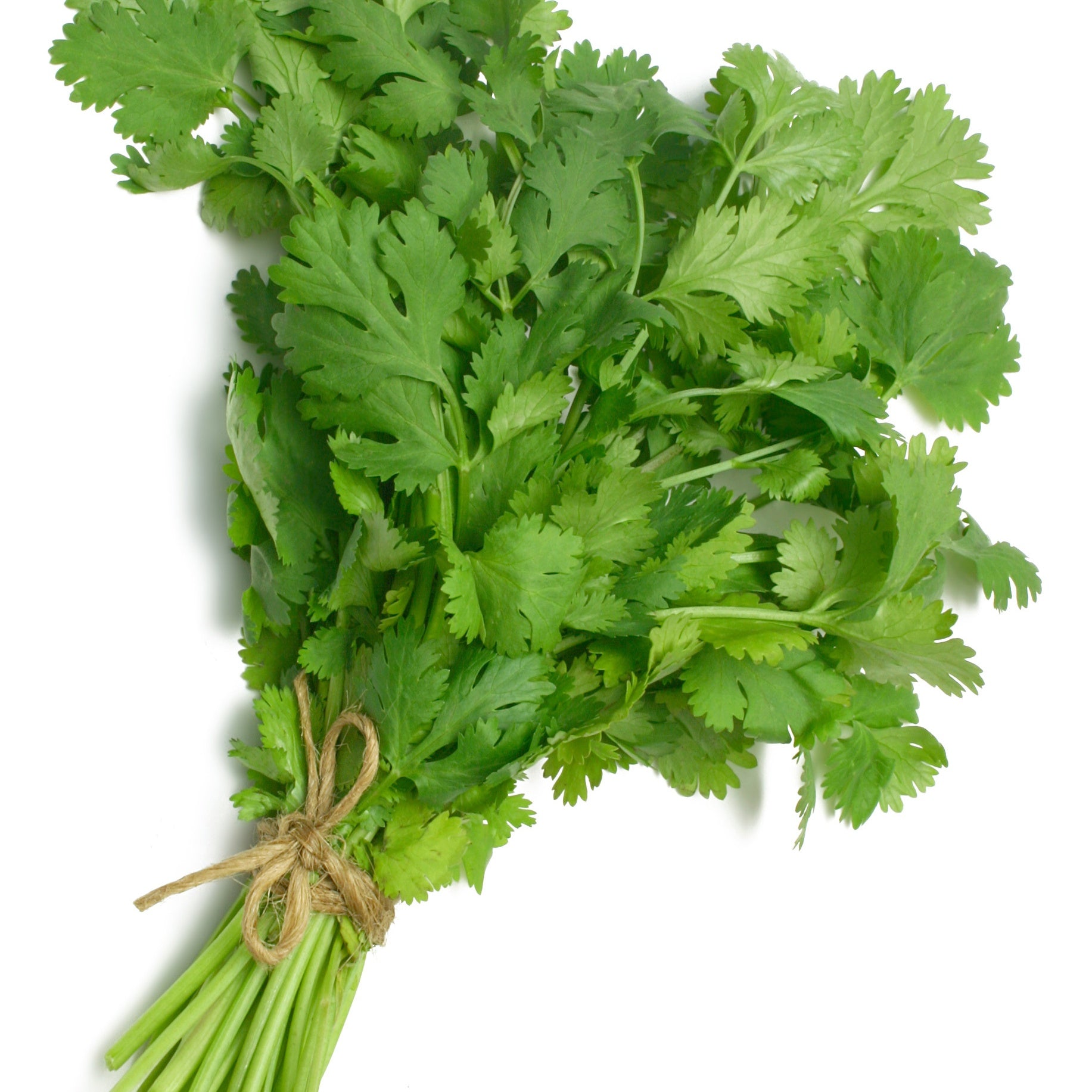Koriander - Coriandrum sativum