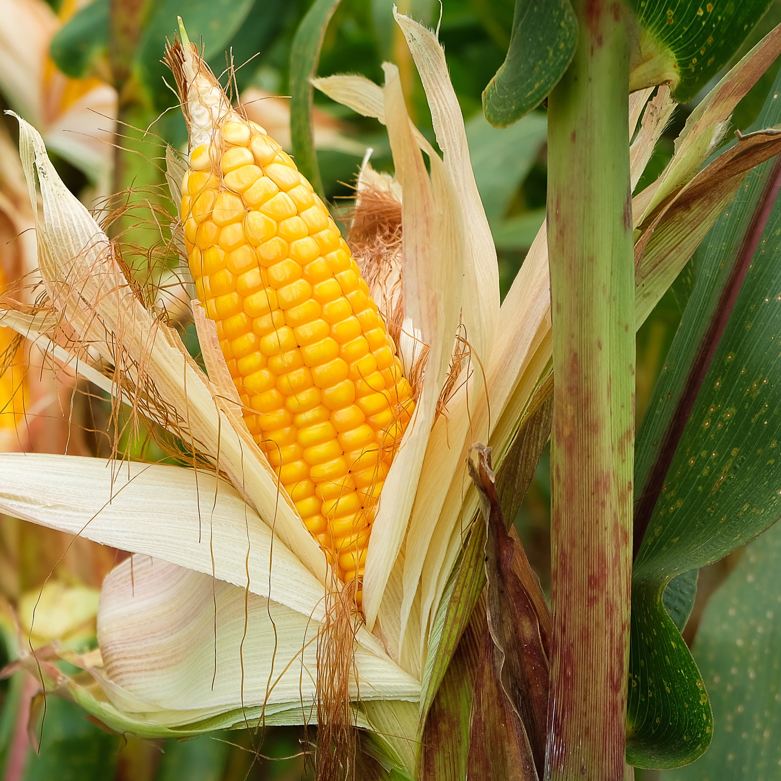 Popcorn-Mais - Zea mays
