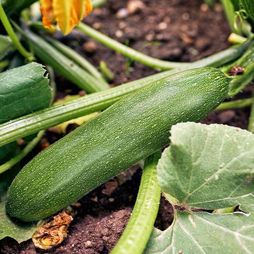 Zucchini Storr's Green F1 - Cucurbita pepo storr's green f1 - Bakker