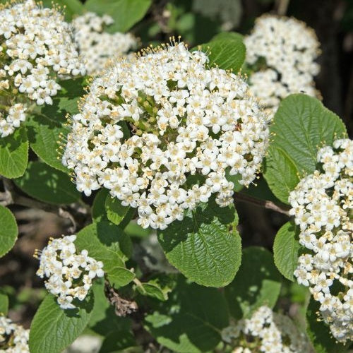 Wolliger Schneeball - Viburnum lantana