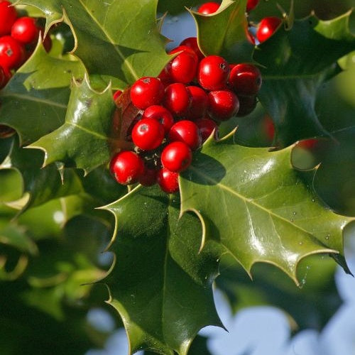 Stechpalme - Ilex aquifolium