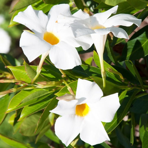 Chilenischer Jasmin - Mandevilla laxa - Dipladenie - Dipladenia