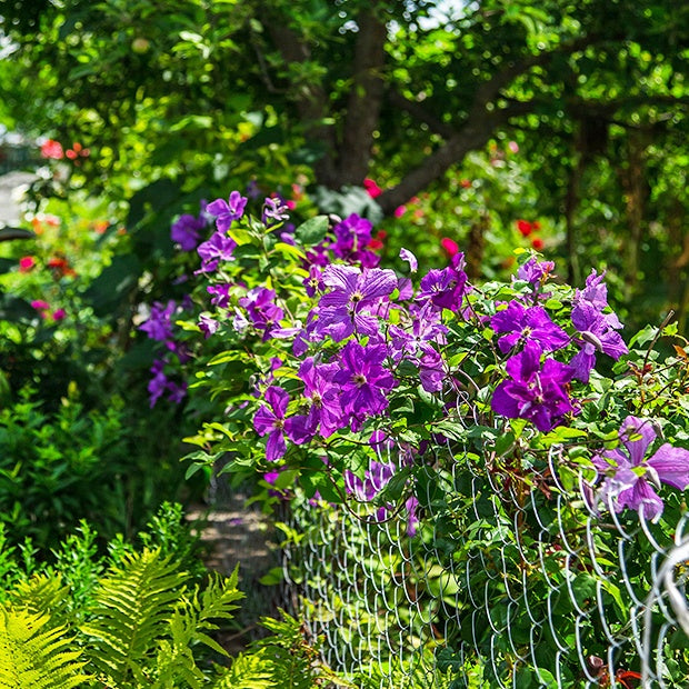Waldrebe 'The President' - Clematis président