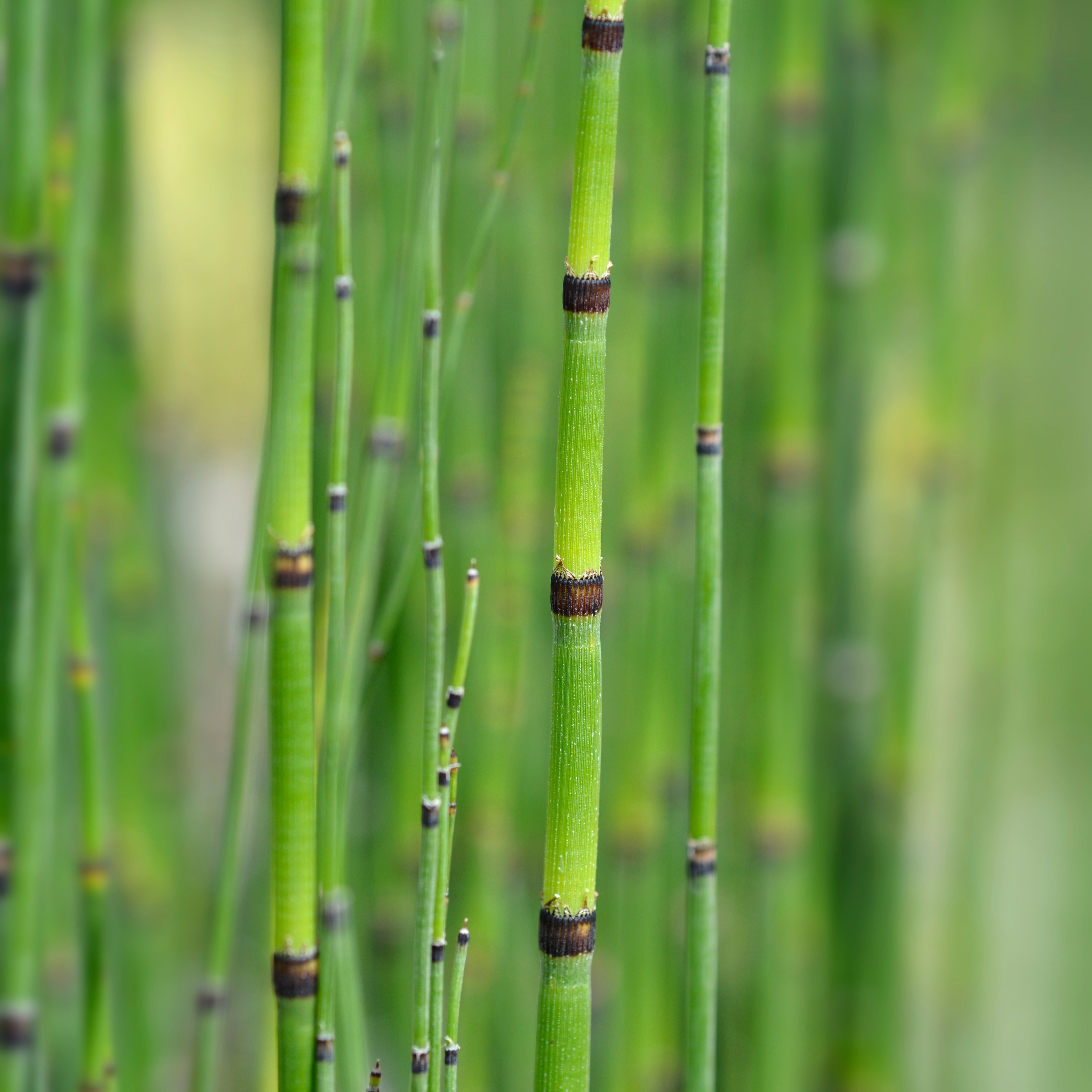 bambus schachtelhalm Japanischer Schachtelhalm - Equisetum japonicum