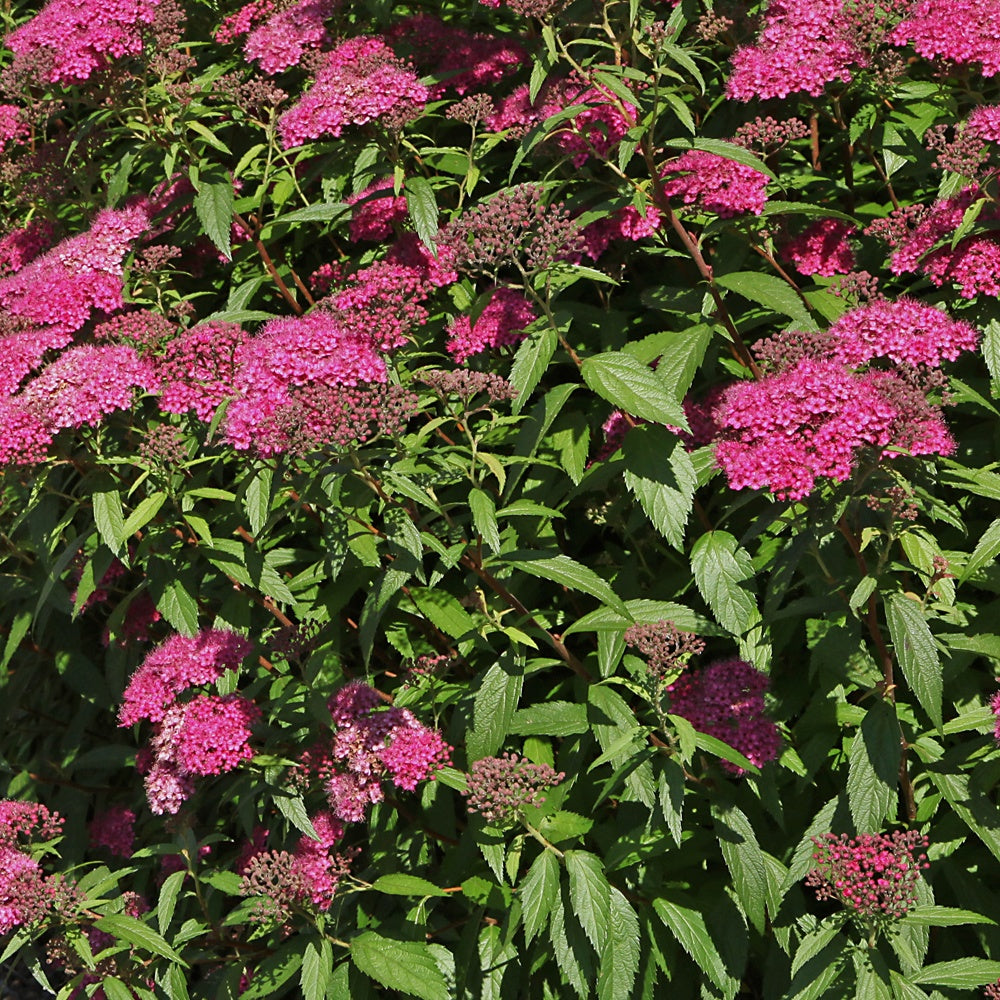 Japanischer Spierstrauch 'Anthony Waterer' - Spiraea japonica anthony  waterer