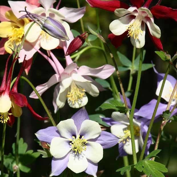 Akelei 'McKana Hybrids' (x5) - Aquilegia hybride mac kana - Bakker