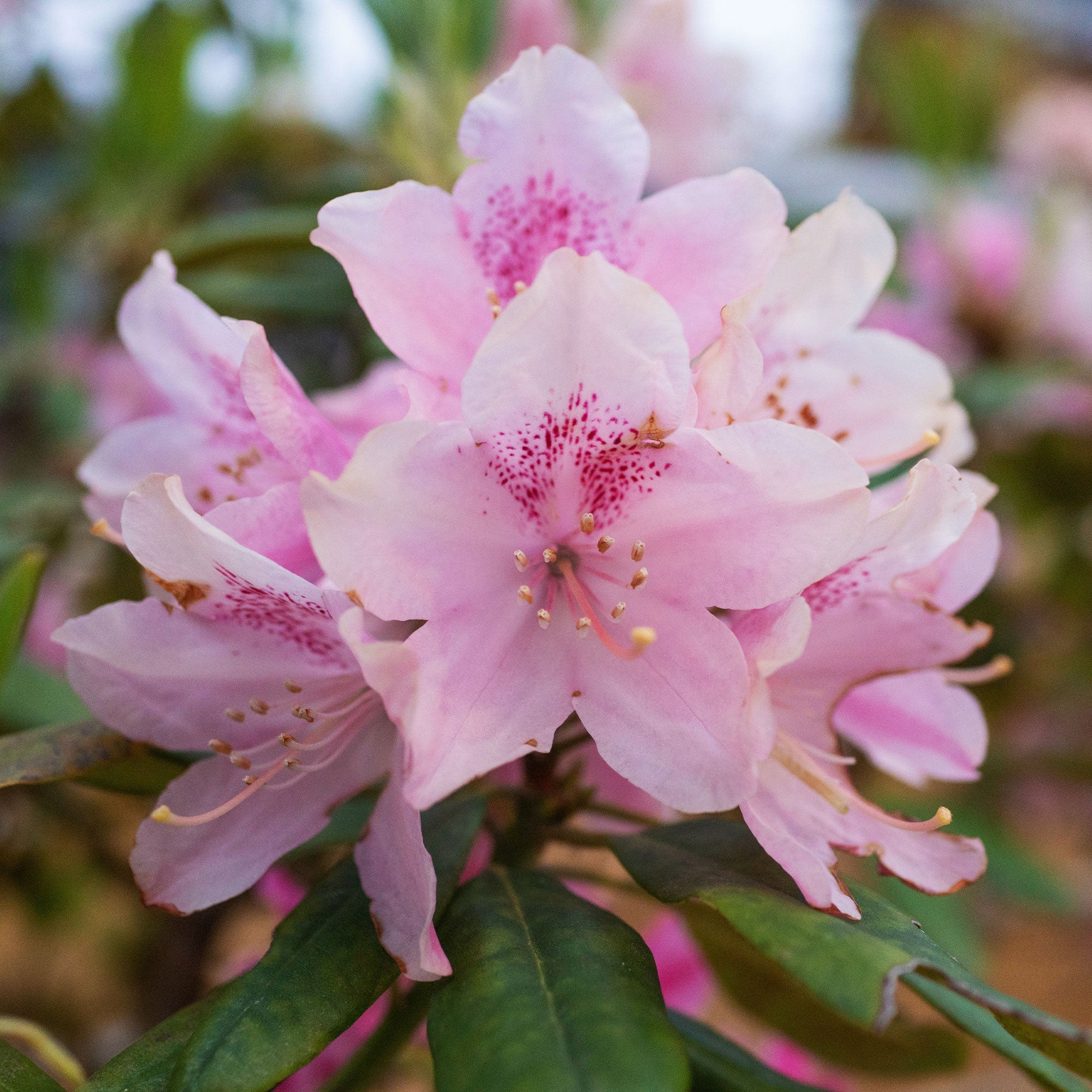 rhododendron homöopathie Yakushimanum-Rhododendron 'Doc' - Rhododendron yakushimanum Doc